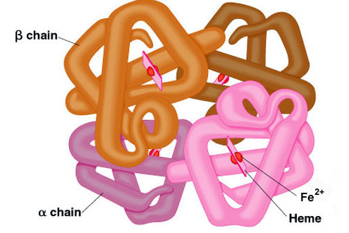 تحلیل آزمایش پزشکی، هموگلوبین  یا Hb